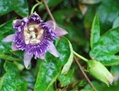 passion flower or the dial of a clock