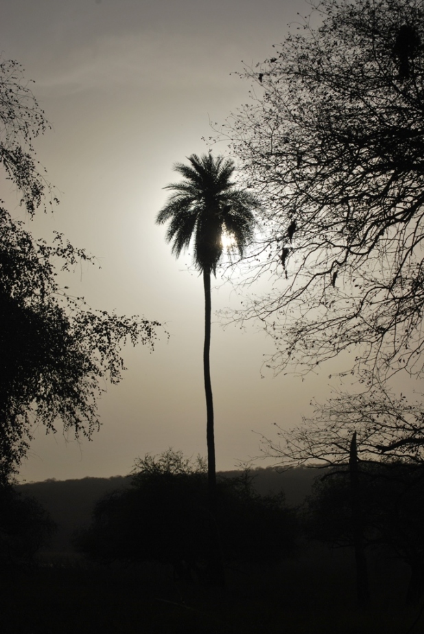 The sun eclipsed by the Date palm tree
