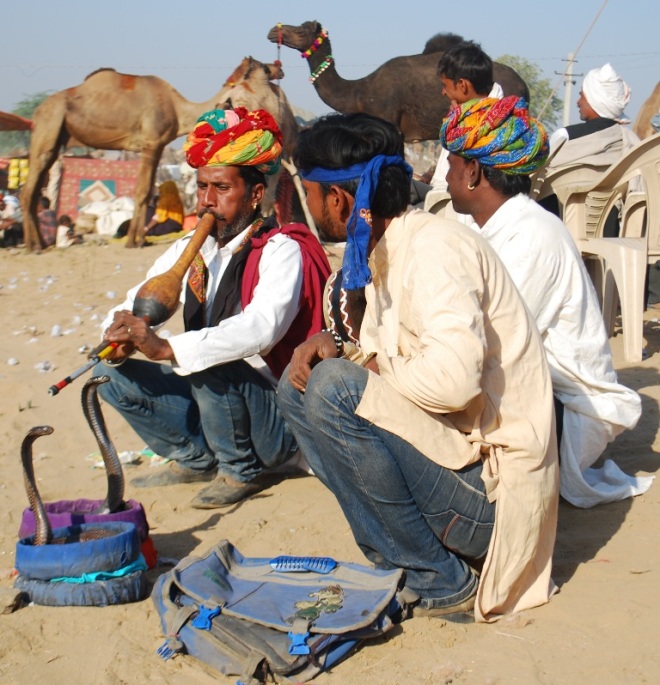 two cobras in a camel fair
