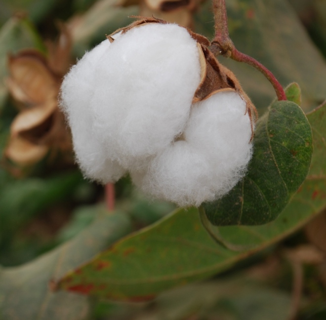 cotton ball