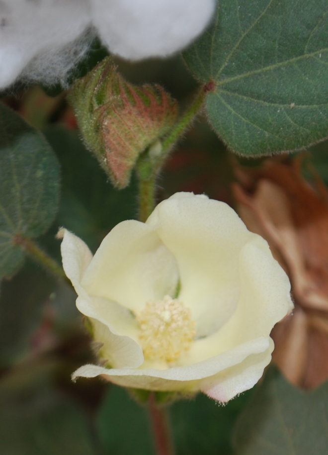 the yellow cotton flower