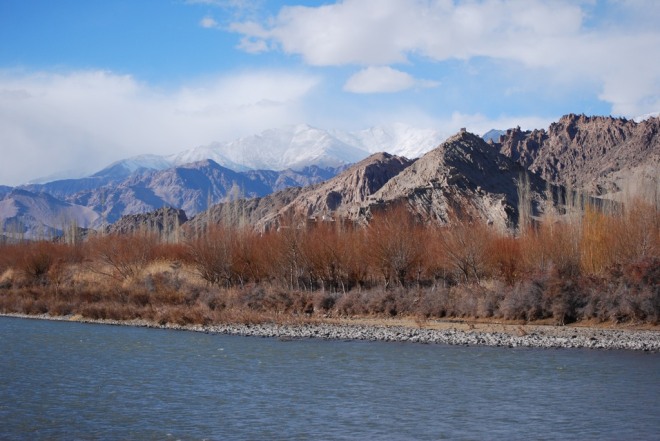 forest on indus river bank