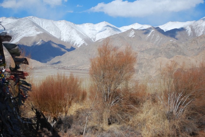 willows in buddhist ladakh