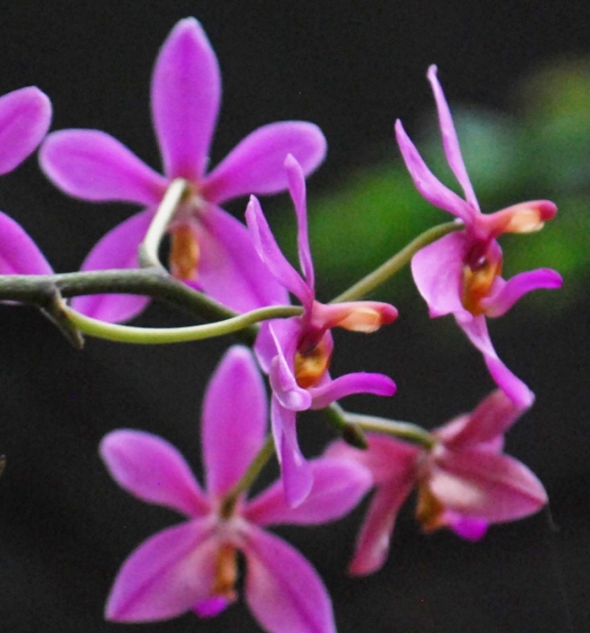 gentle orchids