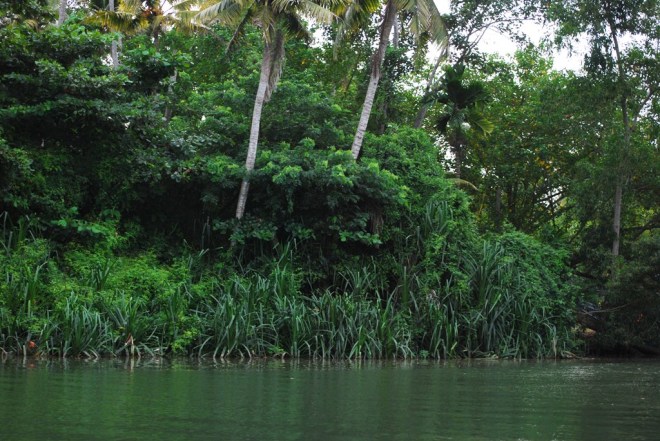 mangrove and screw pines on banks