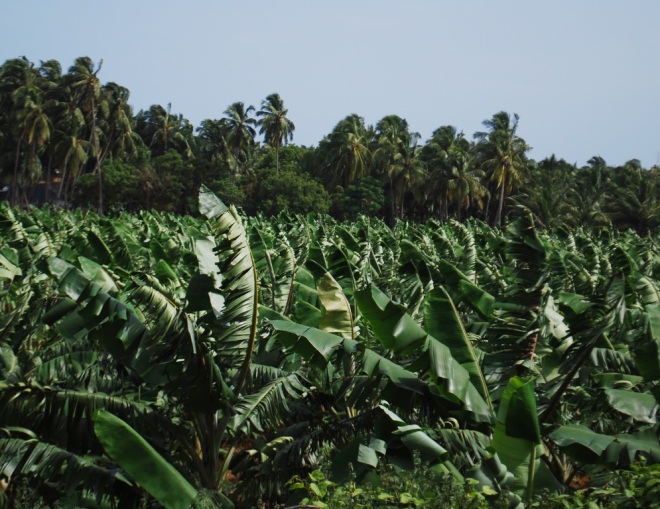 plantain plantation