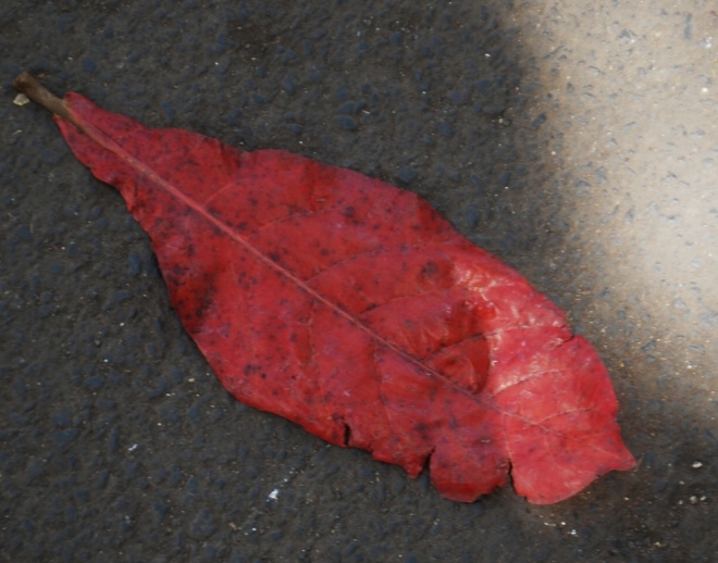 a-single-leaf