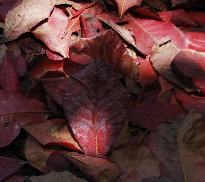 many-leaves