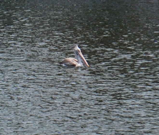 the pelican
