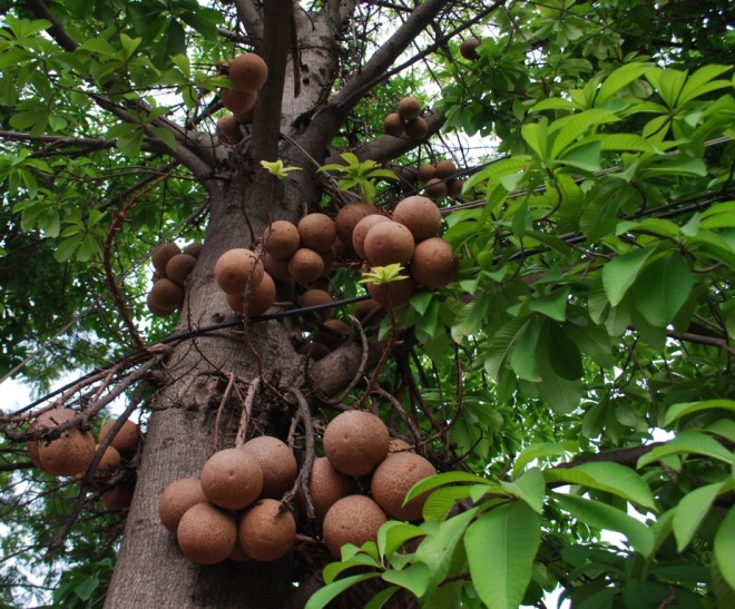 balls-on-tree