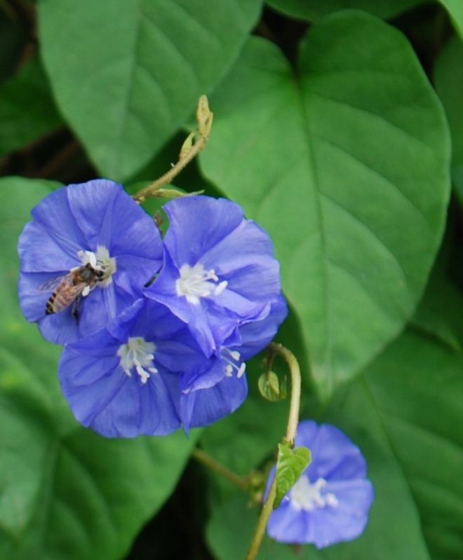 bee-flower-and-heart-leaf