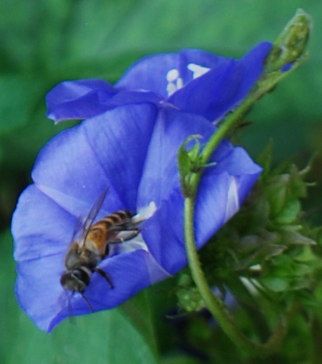 honey-bee-folding