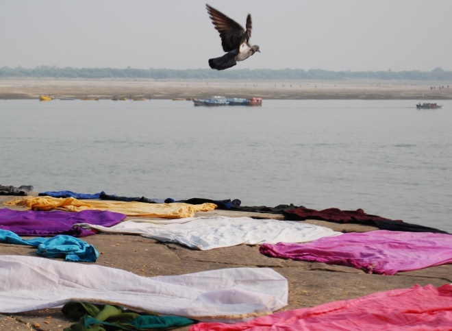 pigeon-and-ganges