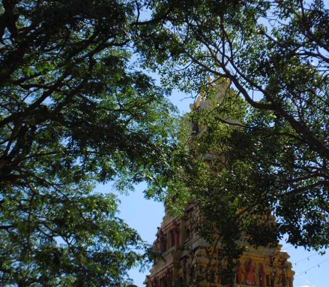 temple-and-trees