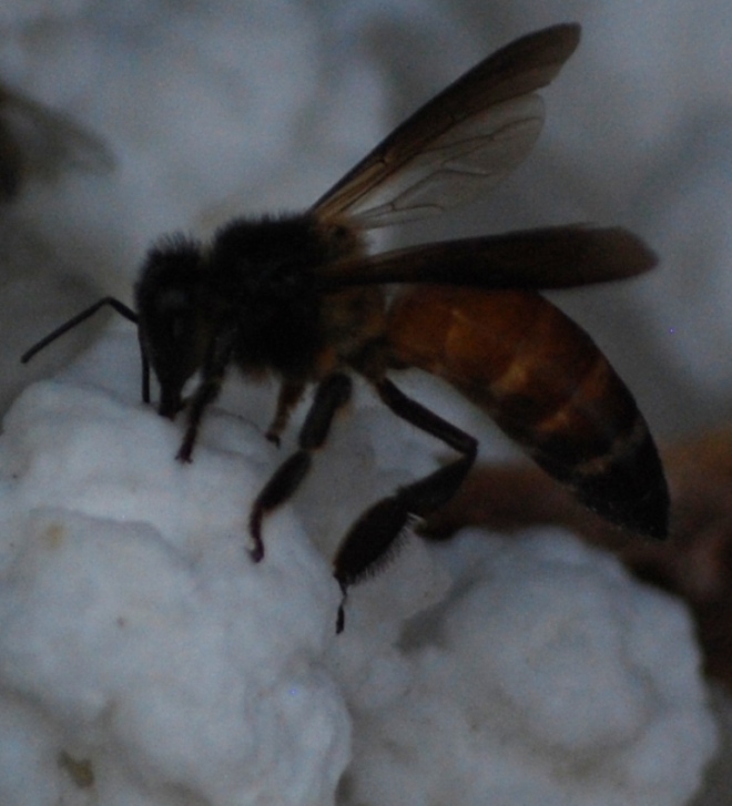 bee-on-suger-ball